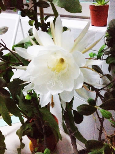 Epiphyllum photo.jpg